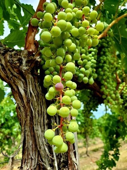 Dionysus Veraision Merlot2020