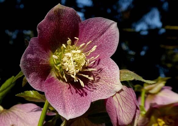 Botanická zahrada a rozárium | Výstaviště Flora Olomouc, a. s.