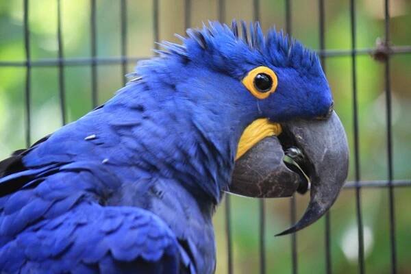 Características del guacamayo jacinto