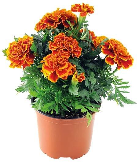 Piardino Aksamitník Tagetes erecta