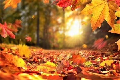 Zatímco denní světlo je hlavním faktorem, proč podzimní listí mění barvu, za tím, jak jasné a pestré jsou podzimní barvy stojí teplota a srážky