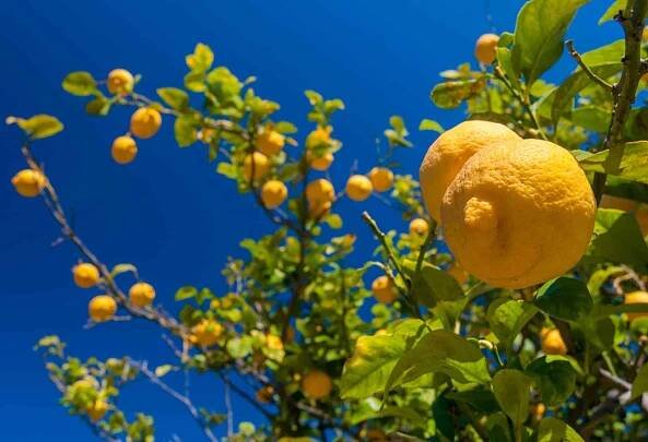 lemon tour amalfi