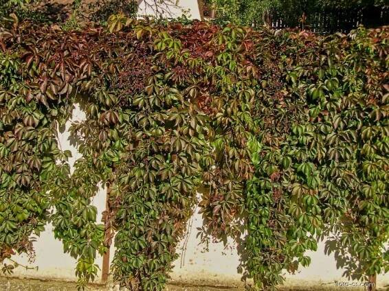 Loubinec pětilistý (Parthenocissus quinquefolia)