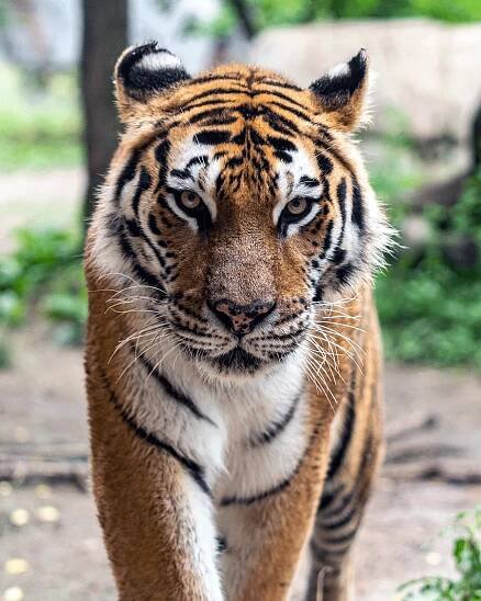 The exotic pet trade | Eurogroup for Animals