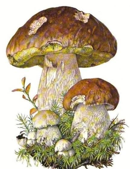 "Сальвадор"-ARTстудия(идеи, творчество, подарки) | Botanische zeichnungen, Blumenzeichnung, Obstkunst