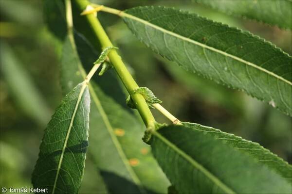 Salix triandra – vrba trojmužná