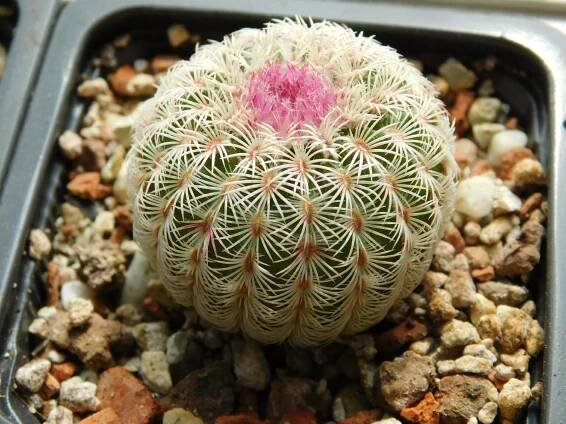 Kaktusy/Sukulenty: Echinocereus rigidissimus v. rubrispinus, 5 kusů - Dům a zahrada