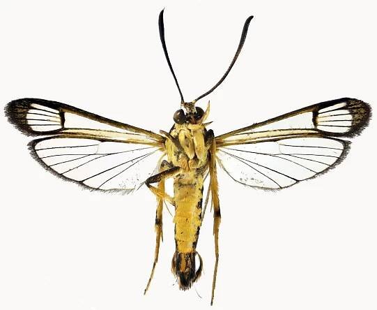 Moth species found in Wales travelled 4,500 miles from South American jungle