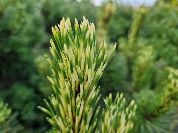 Pinus mugo 'Sunshine'