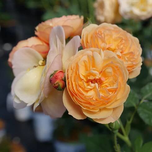 Flavorette® Honey-Apricot - Edible Rose - Rosa x