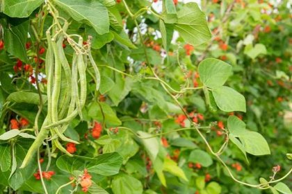 rostlina fazole běžecké (phaseolus coccineus) - fazol šarlatový - stock snímky, obrázky a fotky