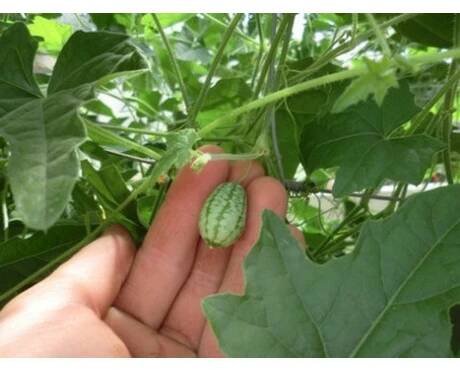 Melothria scabra BIO , Mexická okurka, K12