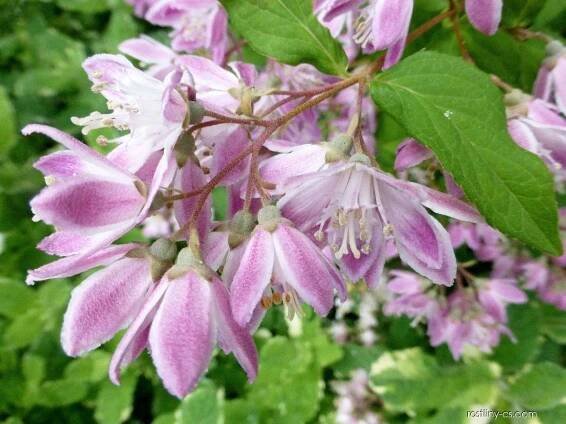 Trojpuk Strawberry Fields (Deutzia)