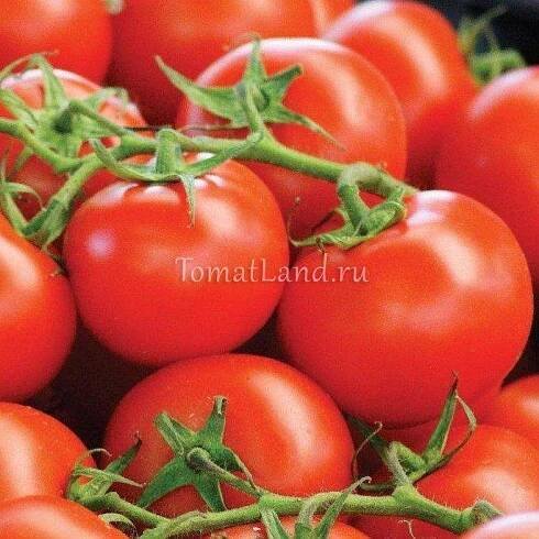 Popis líného vysněného rajčete, jeho charakteristik a výnosu