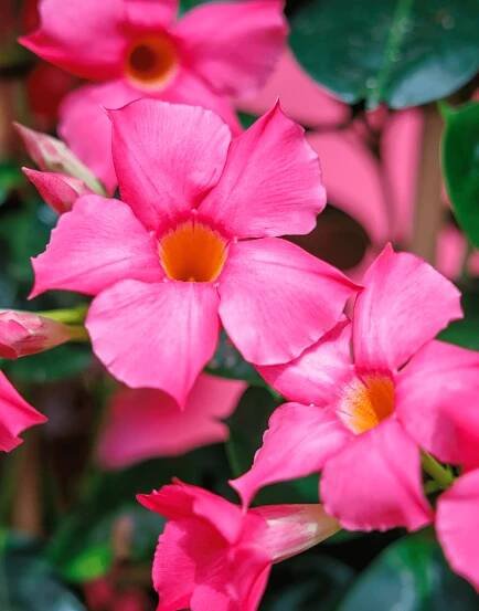 Sundaville® Early Pink