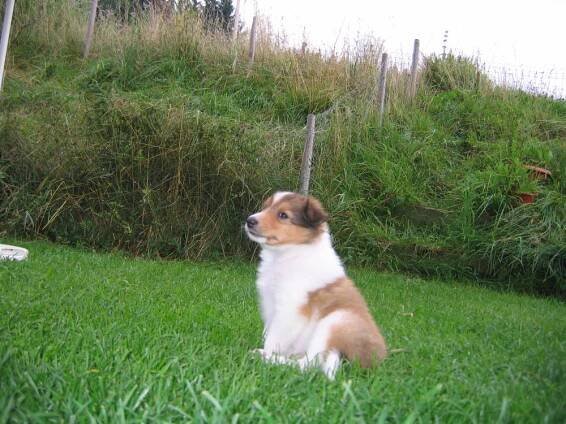 Arwen