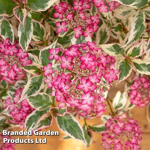 Hydrangea serrata 'Euphoria Pink'
