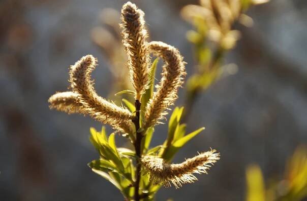 Salix Udensis, Botanika, Rostlin, Růst