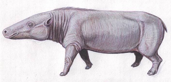 Anthracotheriidae