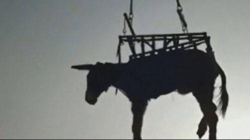 Kuriózní záchrana osla. Hasiči museli povolat i vrtulník