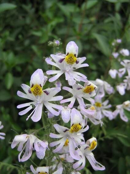 Schizanthus - Wikipedia