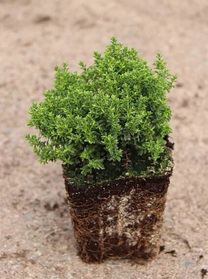 Hebe ('Emerald Green') 'Green Globe' Hebe 'Green Globe' Nelen pro zelen sazenice