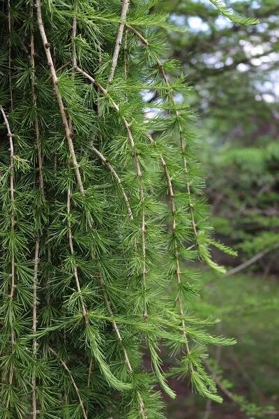 Modřín opadavý Pendula (Larix decidua)