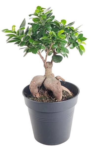 Fíkus, Ficus microcarpa, bonsaj, květináč 16-17 cm skladem