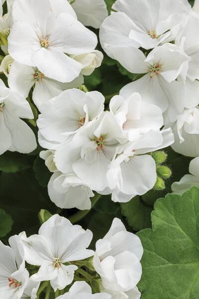 Boldly® White - Geranium - Pelargonium interspecific | Proven Winners