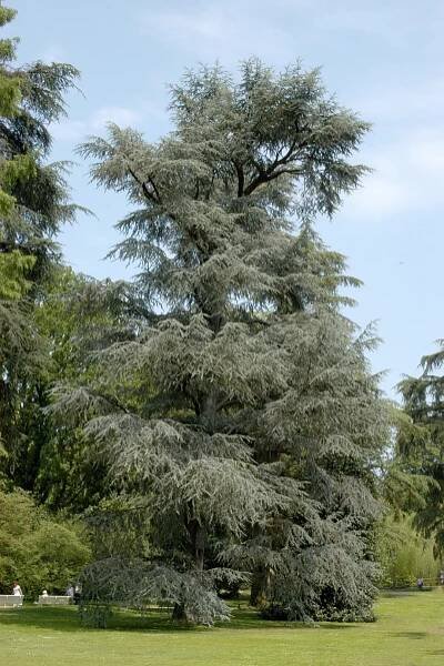 Cedrus libani 'Glauca' | cedr libanonský 'Glauca' - Van den Berk školky