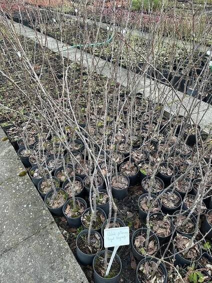Sakura ozdobná ROYAL BURGUNDY 120cm