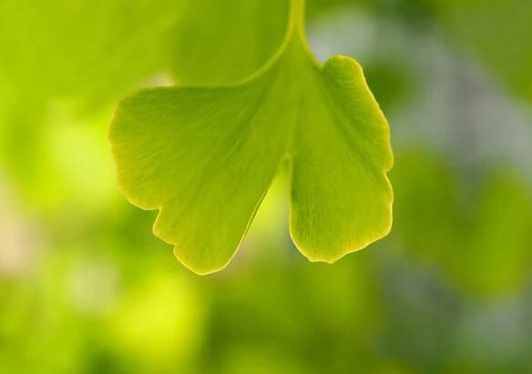 Ginkgo List Ginko - Fotografie zdarma na Pixabay