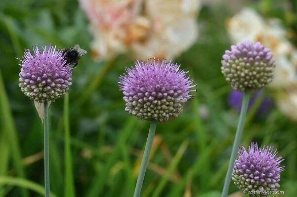 Česnek - Allium hymenorhizum