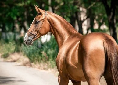 Kolik stojí arabský plnokrevný kůň?