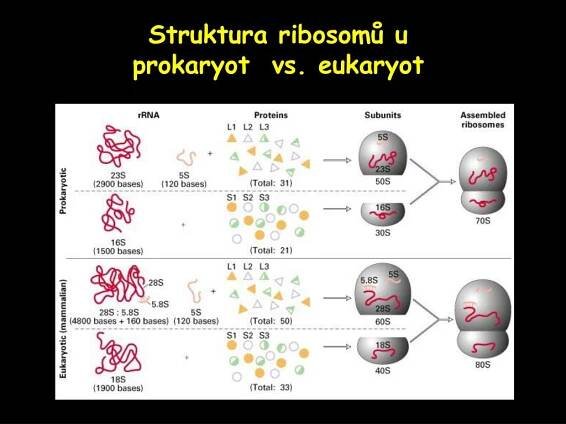 PPT - Základy buněčné biologie PowerPoint Presentation, free download - ID:1123423