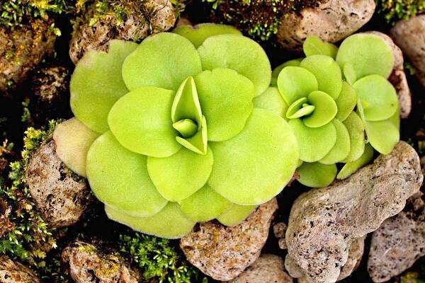 The Best Houseplant Growing and Care Guides | Gardener's Path