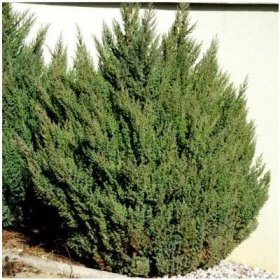 Jalovec čínský - Juniperus chinensis - osivo jalovce - 5 ks