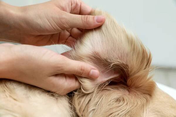 Should you pluck your dog’s ear hair?
