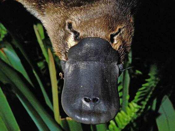 Platy365-surveys (3)