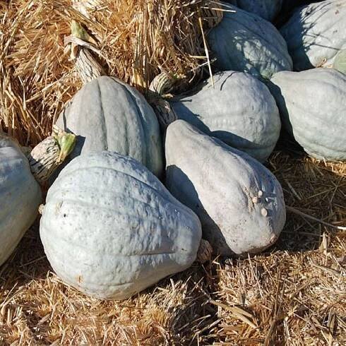 Tekvica Blue Hubbard – Cucurbita maxima – semená tekvice