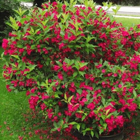 weigela-red-prince-deciduous-shrub-p434-35511_image
