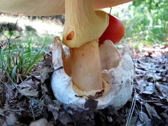Amanita caesarea - muchomůrka císařka