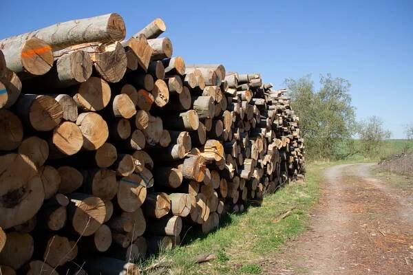 Kvalitní a poctivé dřevo od českého dřevorubce