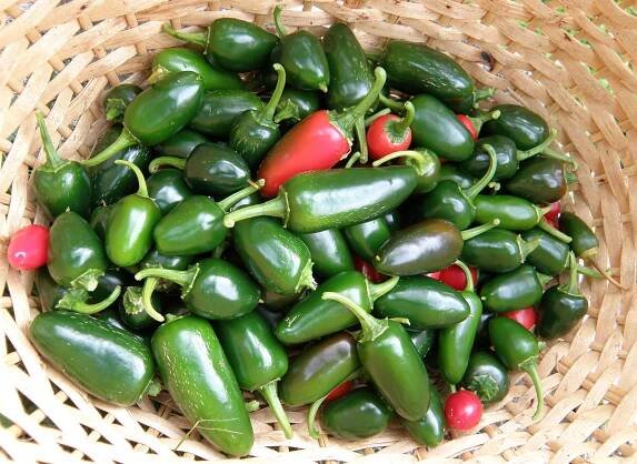 Mohou psi jíst jalapeňos? Nebo jsou jalapeňos pro psy špatné?