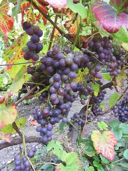 ~~HROZNY VINO WINO Odrůda Alden - Révová školka ~~