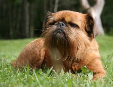 Griffon pes (99 fotografií): popis plemen. Jak vypadají mini štěňata psů? Jak dlouho žijí trpaslíci a jiní grifonci?