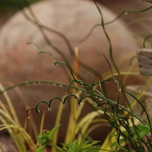 ornamental_grasses_spiralis_juncus_corkscrew_rush_grass_juncus_effusus_spiralis_plant_by_number