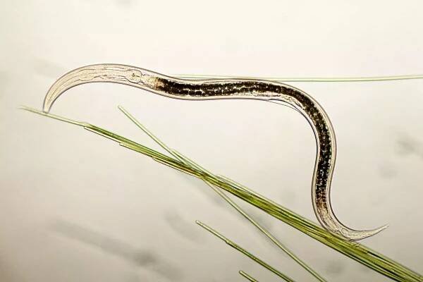 nematodový mikrograf stock fotka