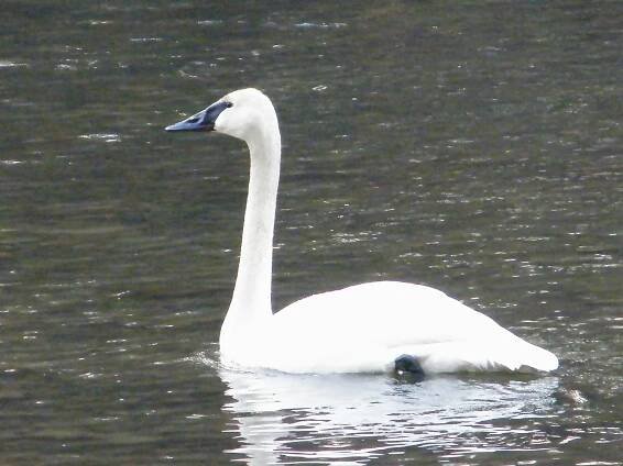 Trumpeter Swan (Cygnus buccinator)