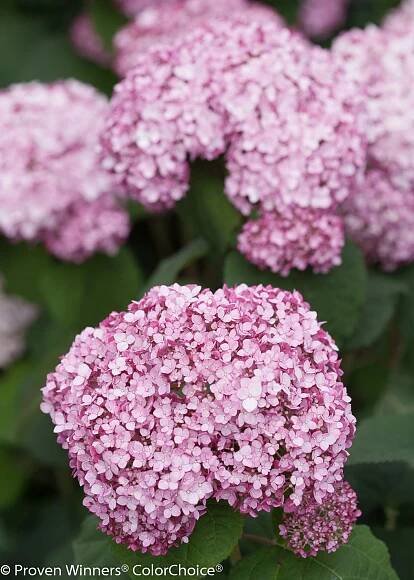 Incrediball® Blush Hydrangea